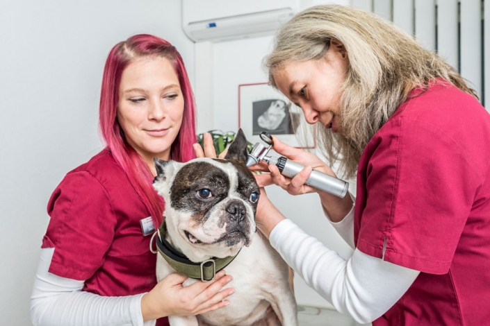 Tierarzt Für Kleintiere In Der Nähe Tieraerzte – Tierärztliche Gemeinschaftspraxis Dr. Susanne Behrens u