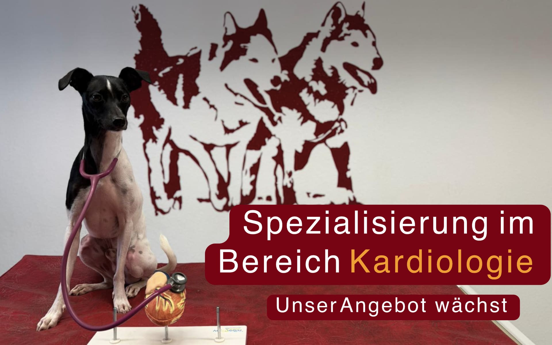 Kardiologie
